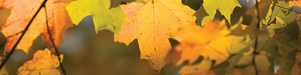 Keep up with the latest from Montrose Bible Conferece