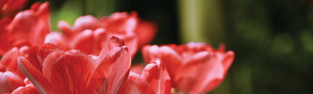 Spring Flower